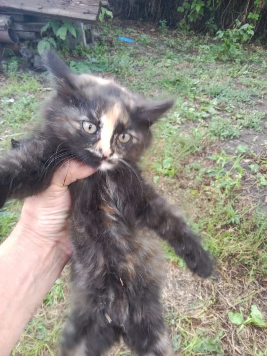 Отдадим котят в добрые руки