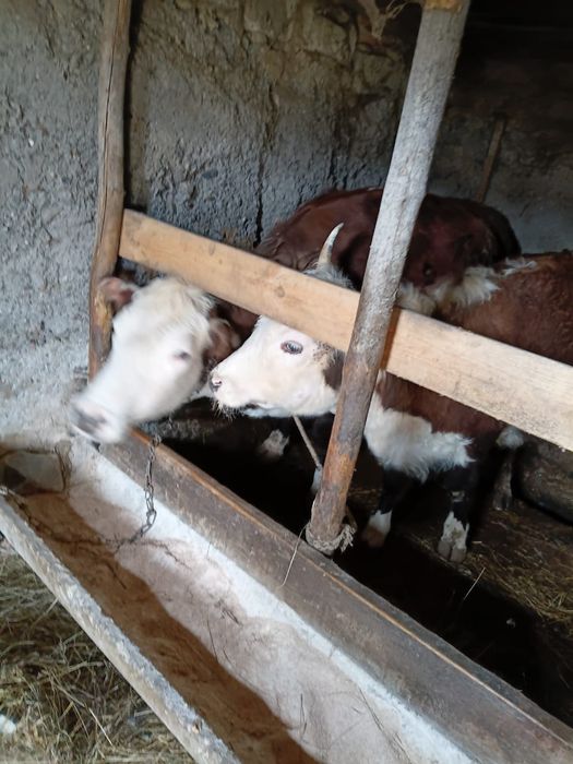 Семіз құнажындар сатам