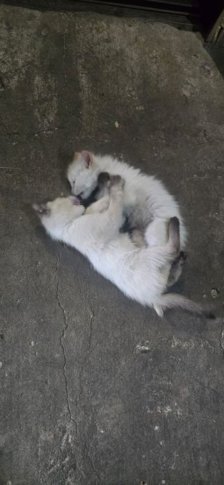 Отдам в добрые руки