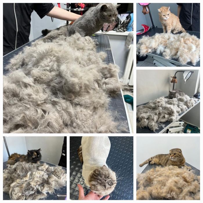 Стрижка линька собака кот
