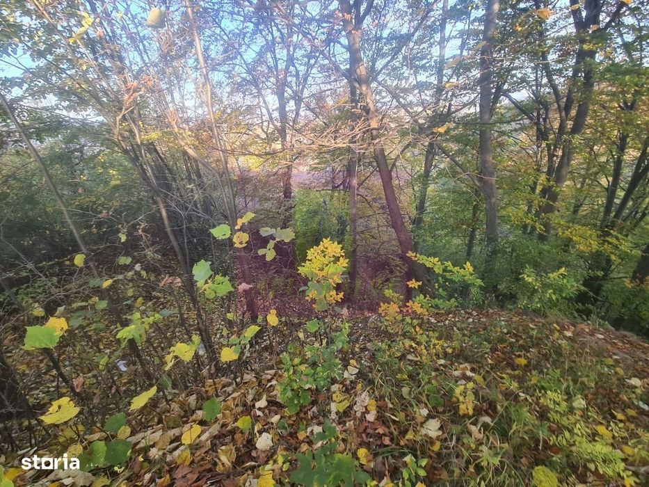 Teren intravilan de vanzare in Telega