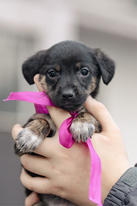 Щенки в поиске дома