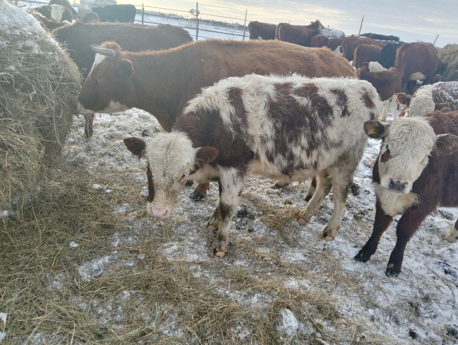 Бұқалар сатылады