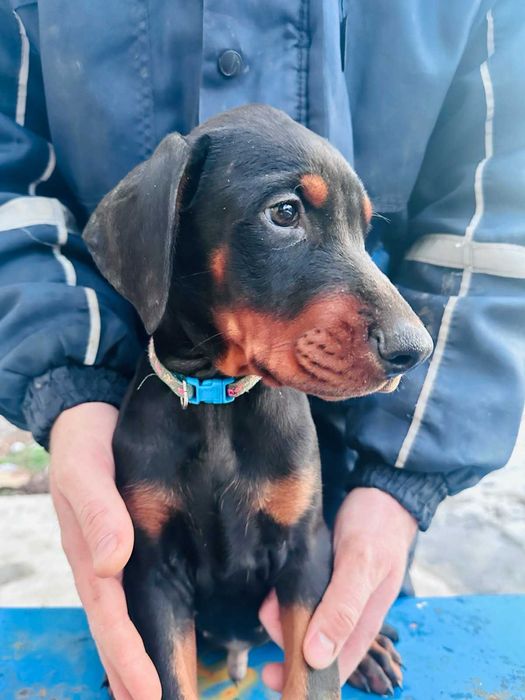 Доберманчета с родословни родители