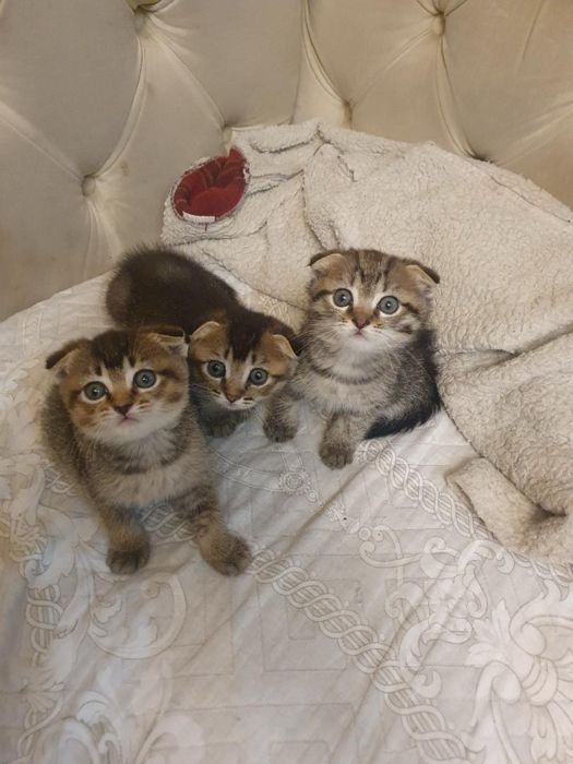 Котята вислоухие британцы
