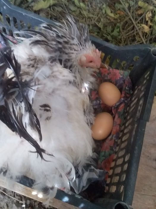 Tuxum sotiladi. Jo‘ja ochirishga tovuq tuxumi sotiladi.