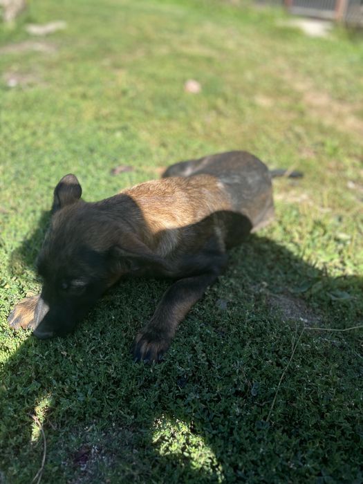 Donez câine de talie medie