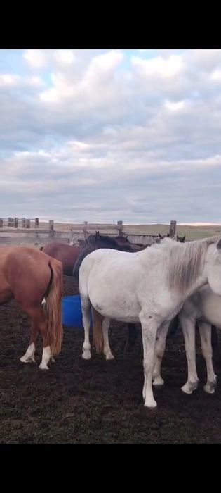 Соғымға Семіз жылқы сатылады