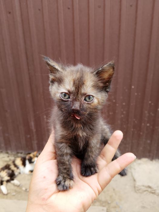 Отдам котят срочно
