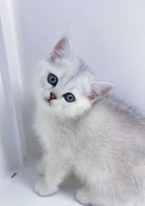 Видео секс кезінде құрысулар