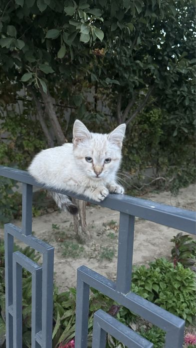 Шотландский Котенок