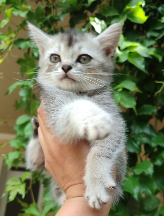 Продаются котята