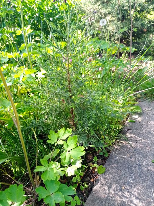 Саженцы ёлок. Очень быстро растут.