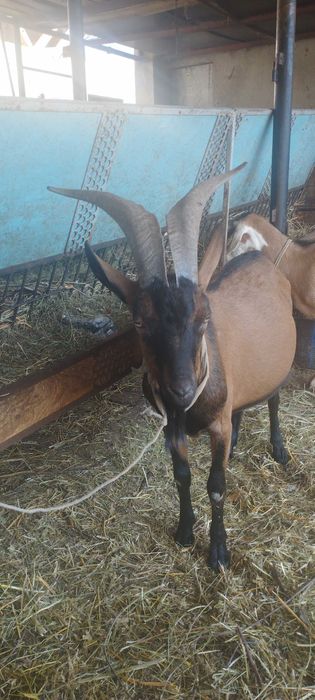 Vand  tap rasa Alpina Franceza