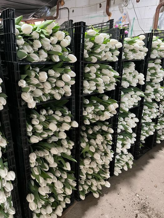 Тюльпаны оптом Беларусь