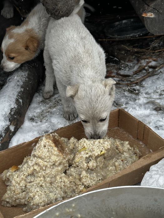 Отдам щенят в добрые руки