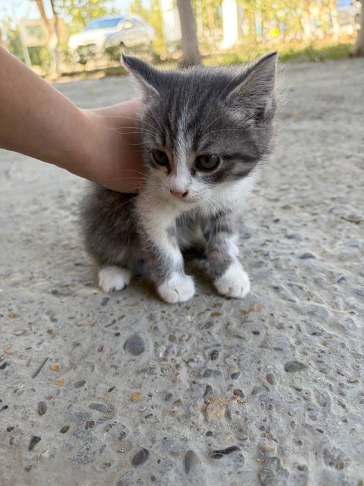 Котята в добрые руки.