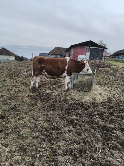 Vând 2 juninci băltate