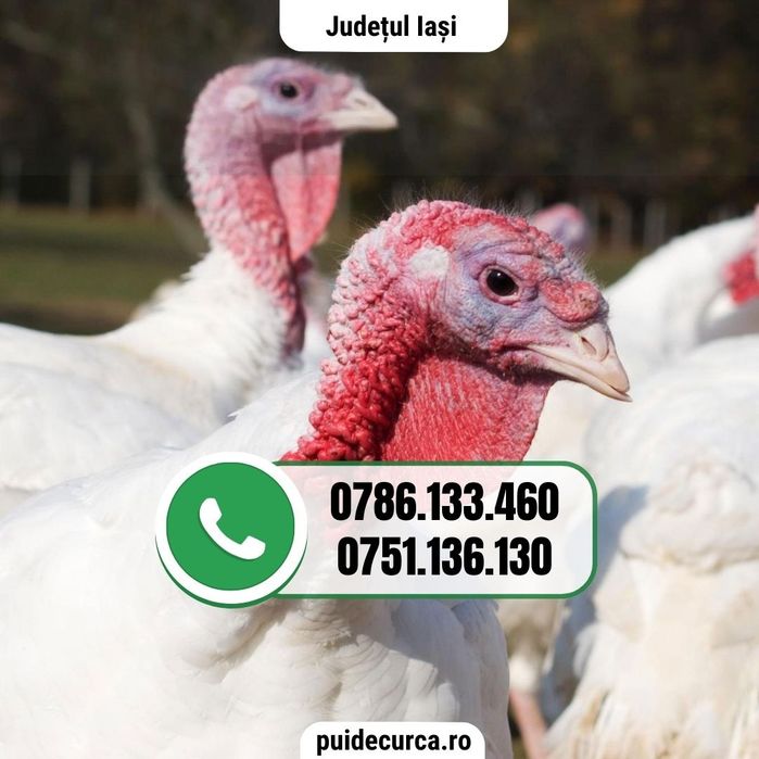Pui curca 1.5 - 2 kg (Iasi, Targu Frumos, Pascani))
