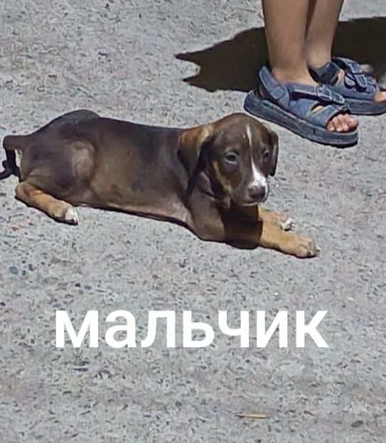 Готовы к продаже щенята  1,5 месяца .