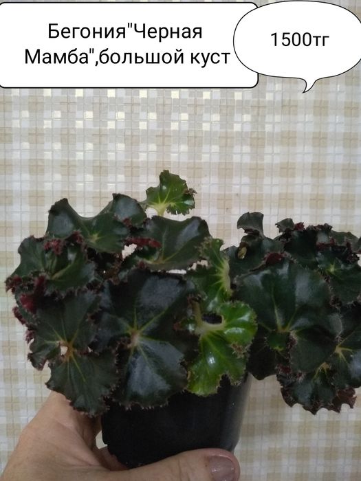 Продам Бугенвиллию.Бегонию