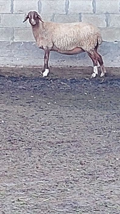 Заплодени, млади овце