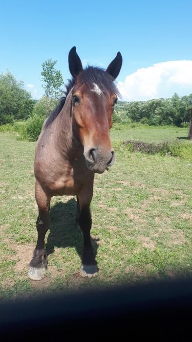 Vând cal castrat detalii la telefon. 0785155522
