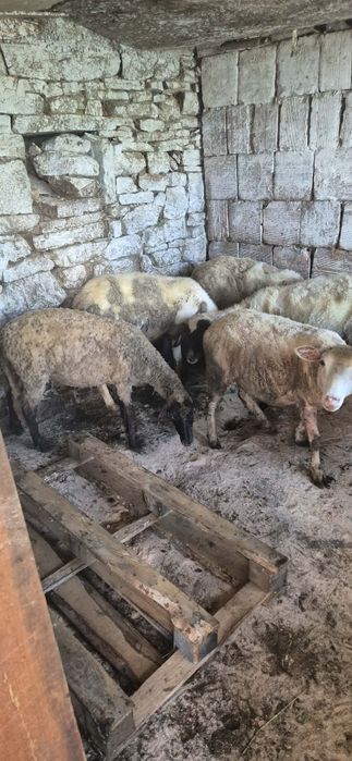 Продавам 5 броя овце