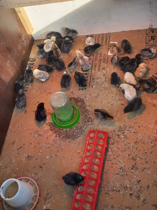 Продам цеплят (недельные)