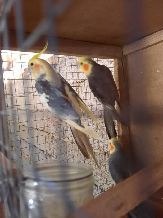 Бизнес килиш учун тайёр ишлаётган Корелла попугайлар сотилади.