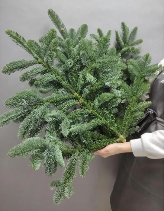 Веточки нобилиса,оптом и штучно