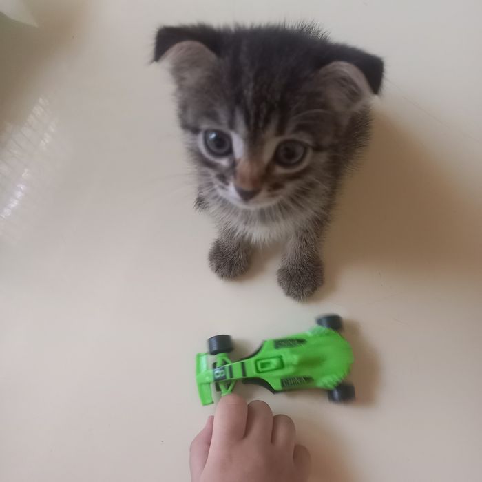 Вислоухие котята 1,5 месяц