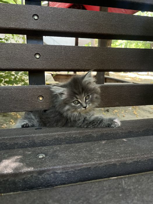 Кошка британская