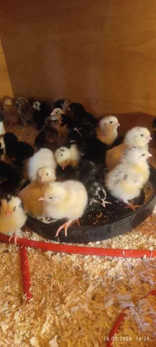 Продам милых цыпок.