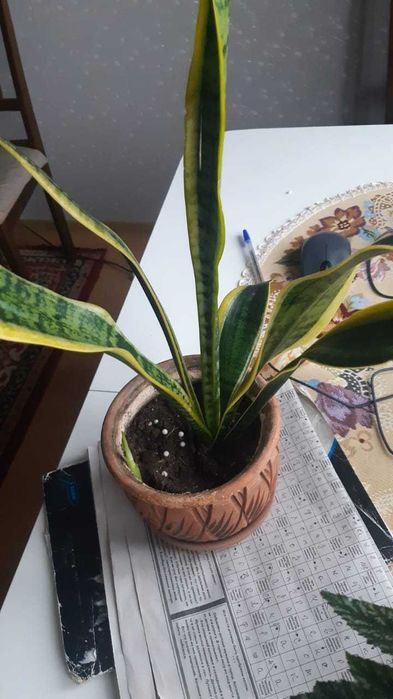 комнатные цветы крупные