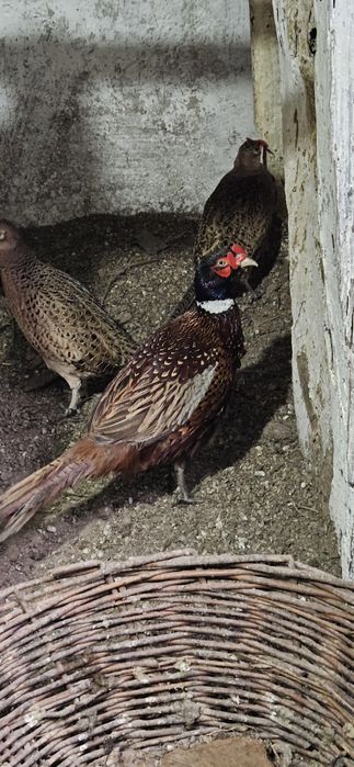 Vand fazan comun mascul