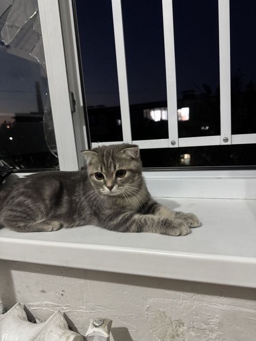 Продам шотладский кошку