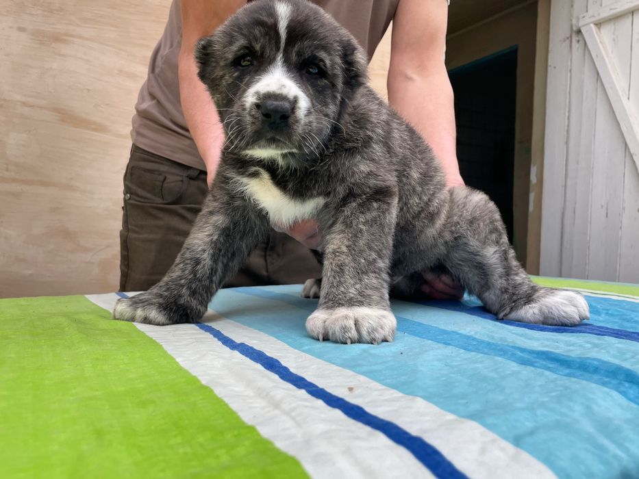 Щенок Алабая ( Супер Гигант )