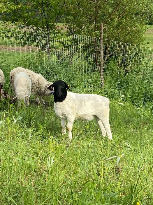 Oi dorper de vânzare