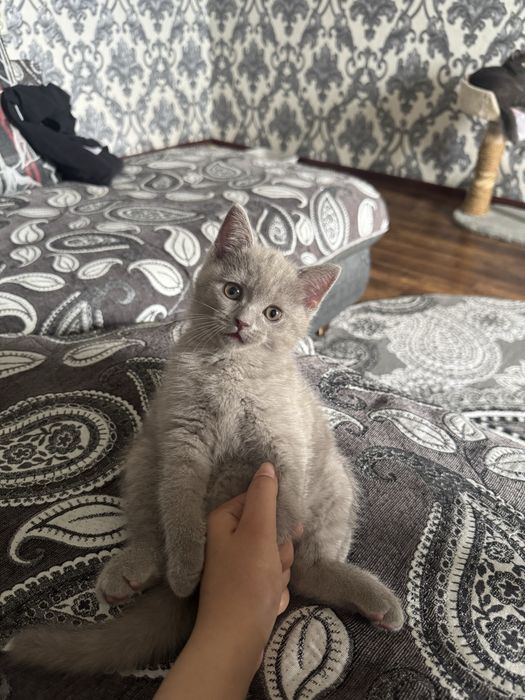 Продается Кошечка Скотиш Страйт