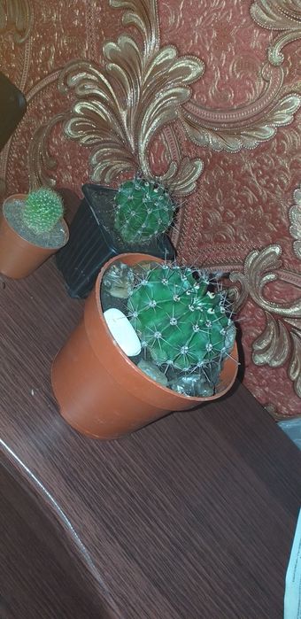 Продам  детку цветущего кактуса