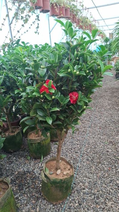 Камеля Камелия Kamelya Kamilya Kamiliya 1.5 метр