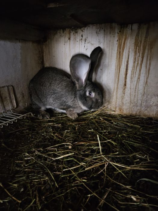 Iepuri berbec german