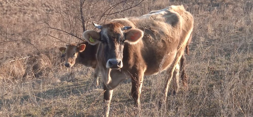 Сиырлар сатылады