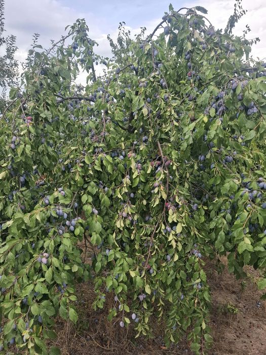 Prune bistritene