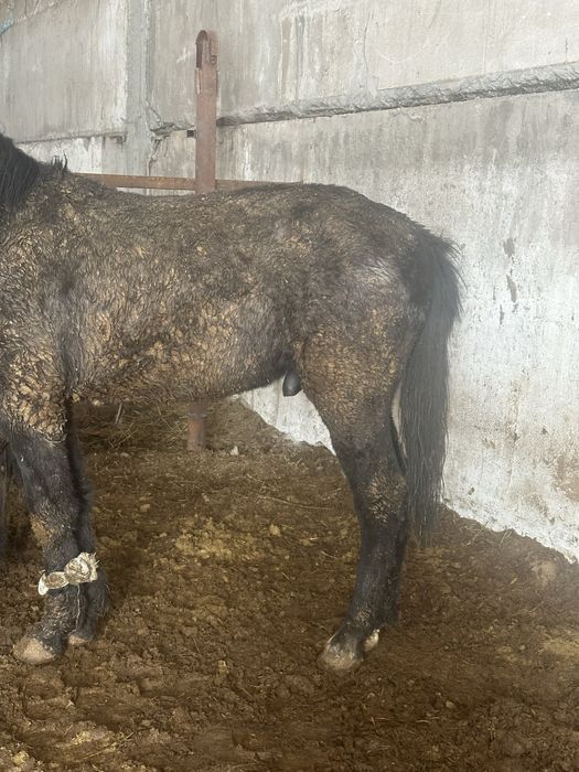 Согым полторашка  тай