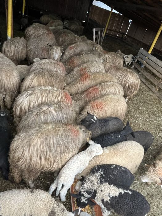 Vand oi turcane/băle sau schimb cu excavator