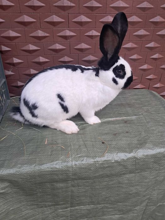 Vand Fluture german rasa pura maturi si pui !