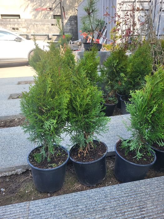 Продам  туи смарагд  в горшках