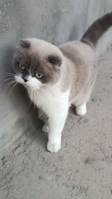 Turli millatdagi ayollar haqida porno